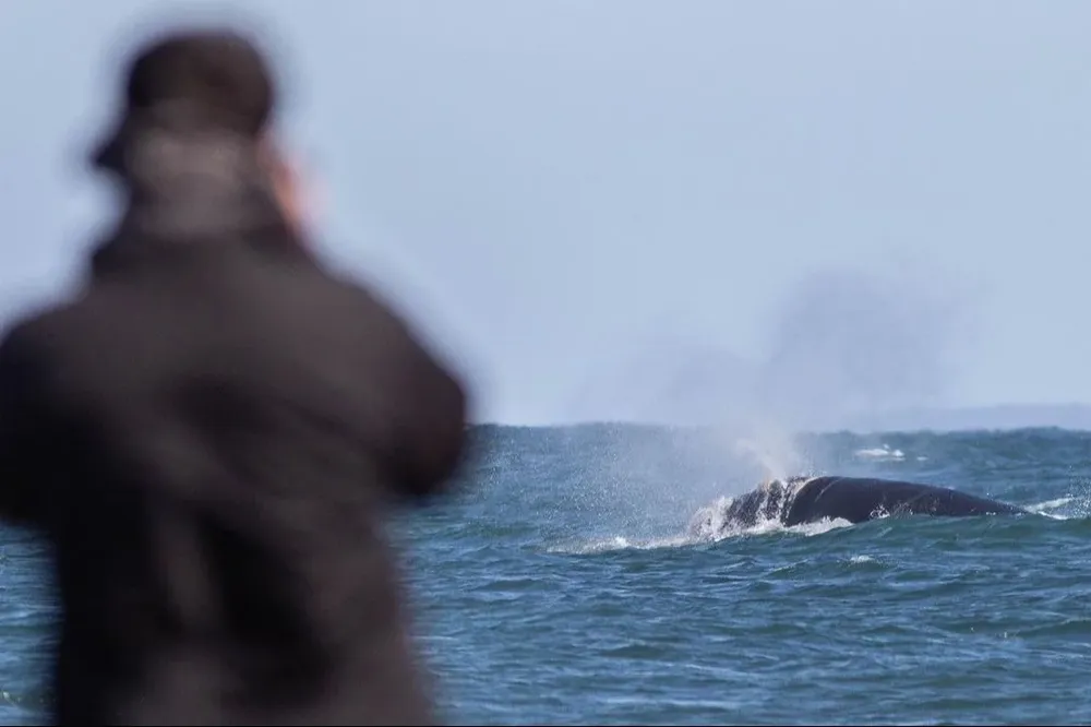 Archivo: Avistamiento de ballenas en la temporada 2023