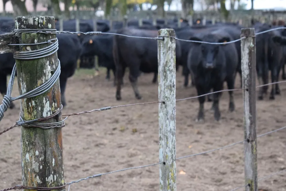 El campo argentino vuelve a enfrentarse con el gobierno.