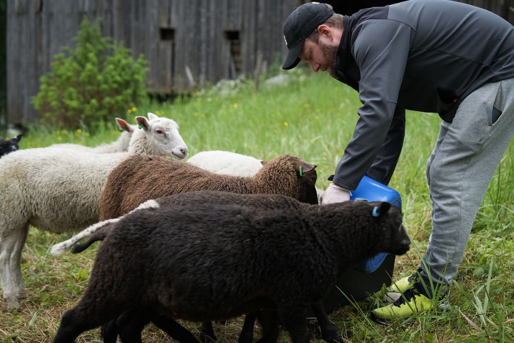 Europa y una moda con la oveja de primera figura: Petri Stenberg alimenta al rebaño de ovejas en el Parque Nacional Isojarvi, Langelmaki, Finlandia.