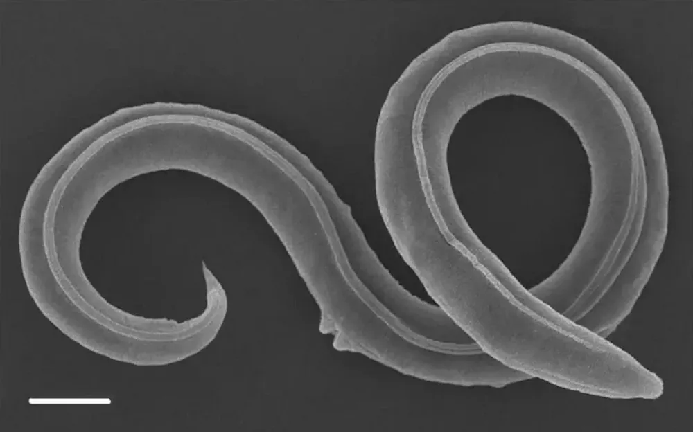 Un gusano sobrevivió 46.000 años en Siberia