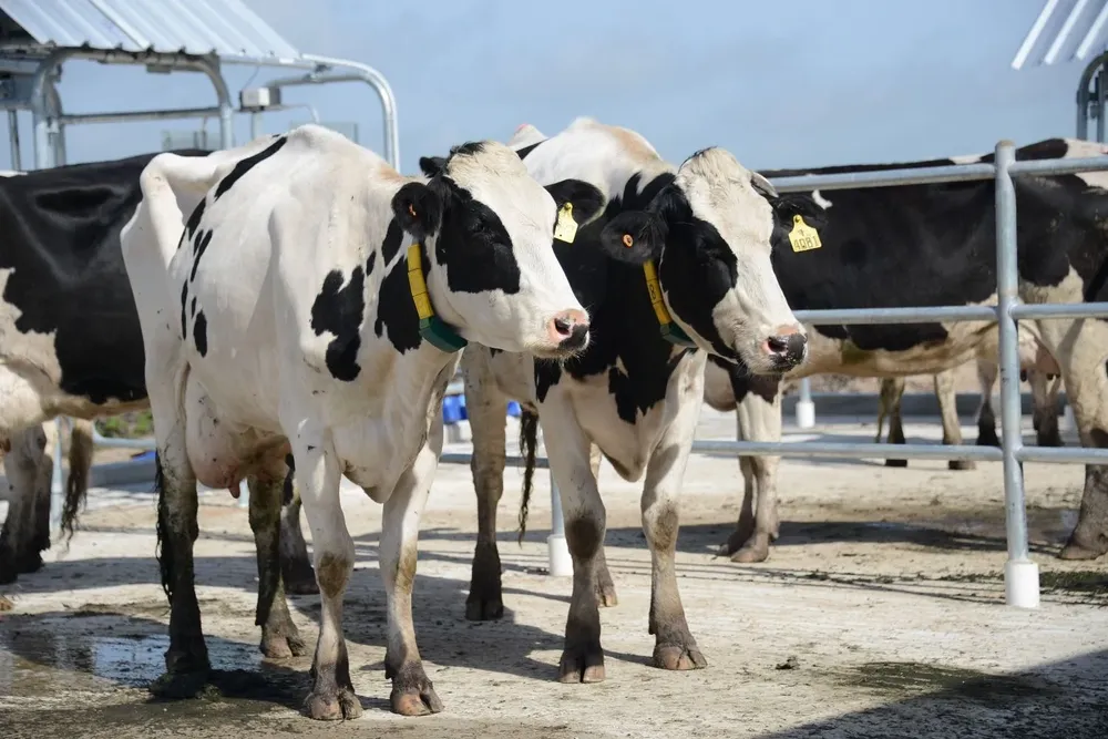 Gremiales de productores de leche piden continuar con sangrados y testeos.