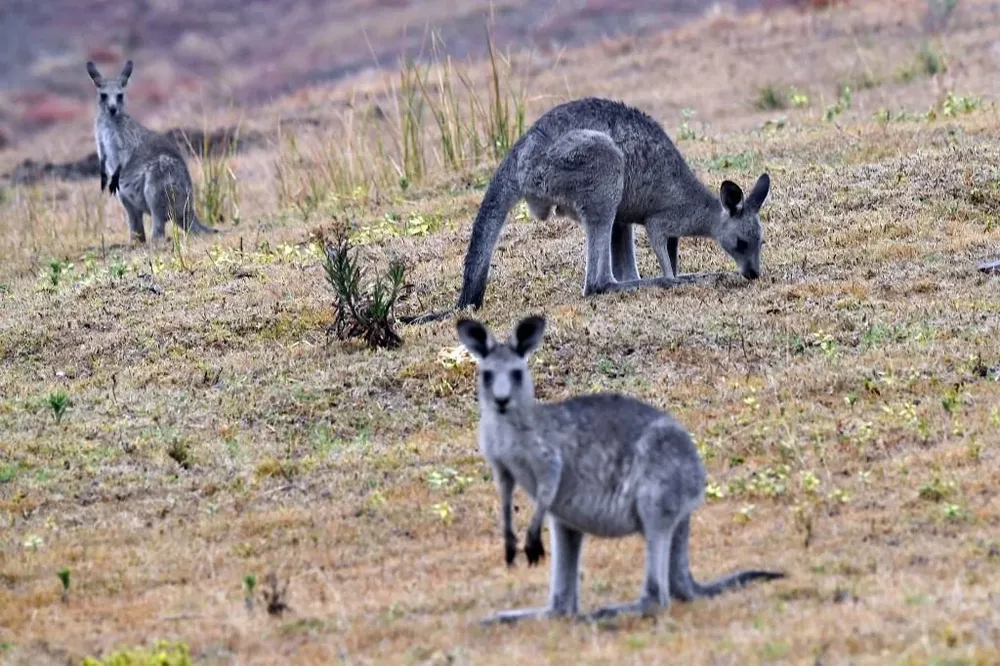 Símbolo de Australia, el canguro representa un problema medioambiental importante para el gigantesco país debido a su ciclo de reproducción