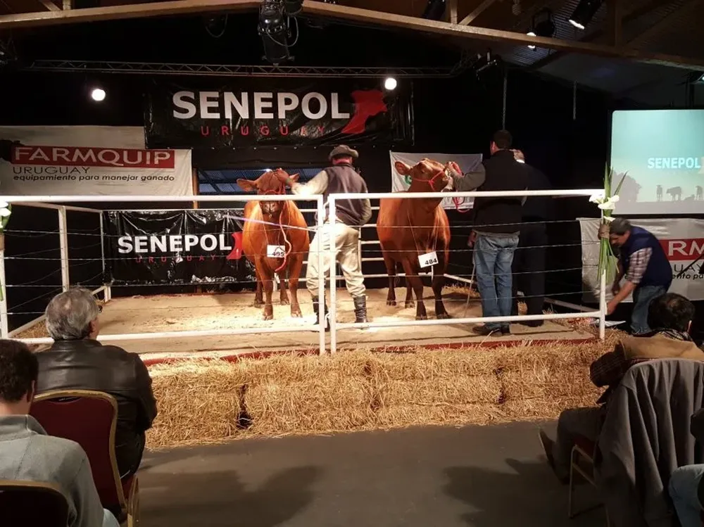 Los Senepol se calificaron este jueves en el salón Multiespacio