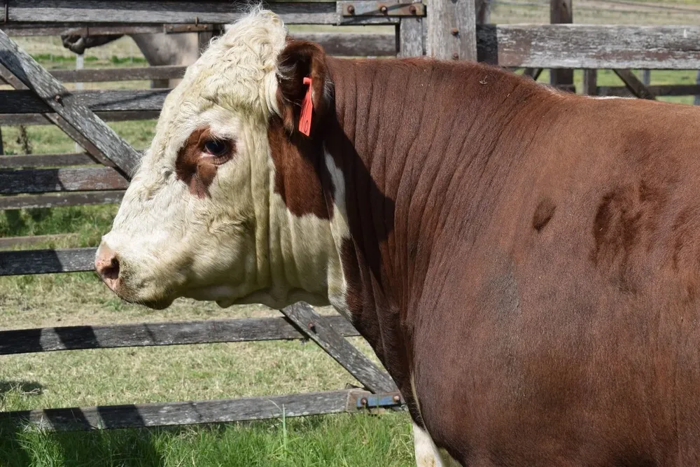 Controlar la calidad de la torada incide en la productividad de los sistemas ganaderos.