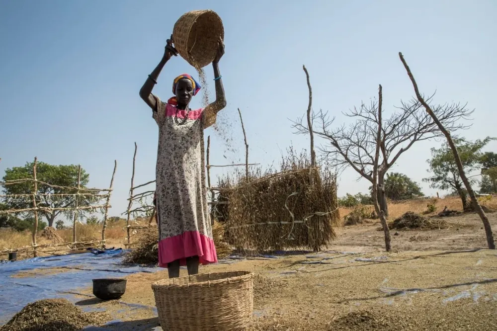 Muchos pequeños agricultores recurrieron a sus existencias de semillas de siembra para alimentar a sus familias