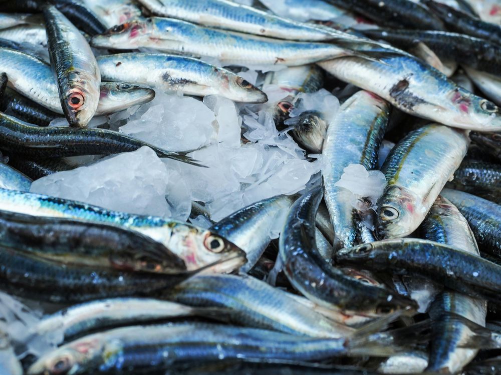 Pesca industrial.