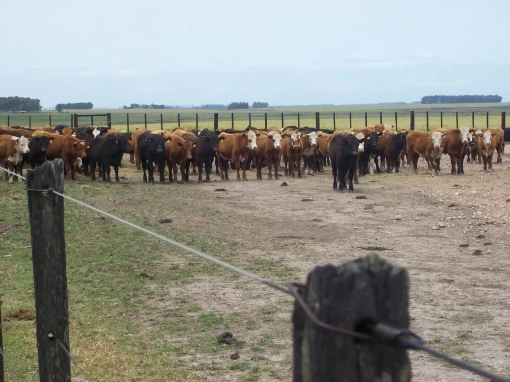 Producción ganadera en campos del litoral norte de Uruguay.