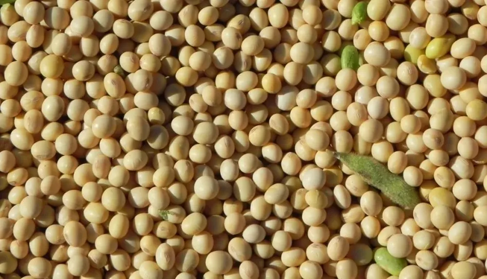 La soja bajó otro escalón en 2014