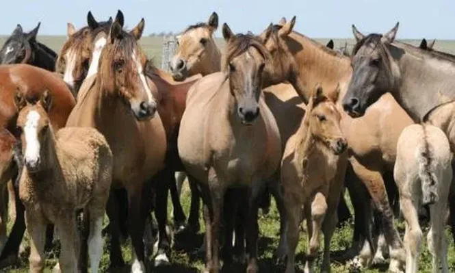 Ahora Airbnb ofrece nuevas excursiones enfocadas en animales