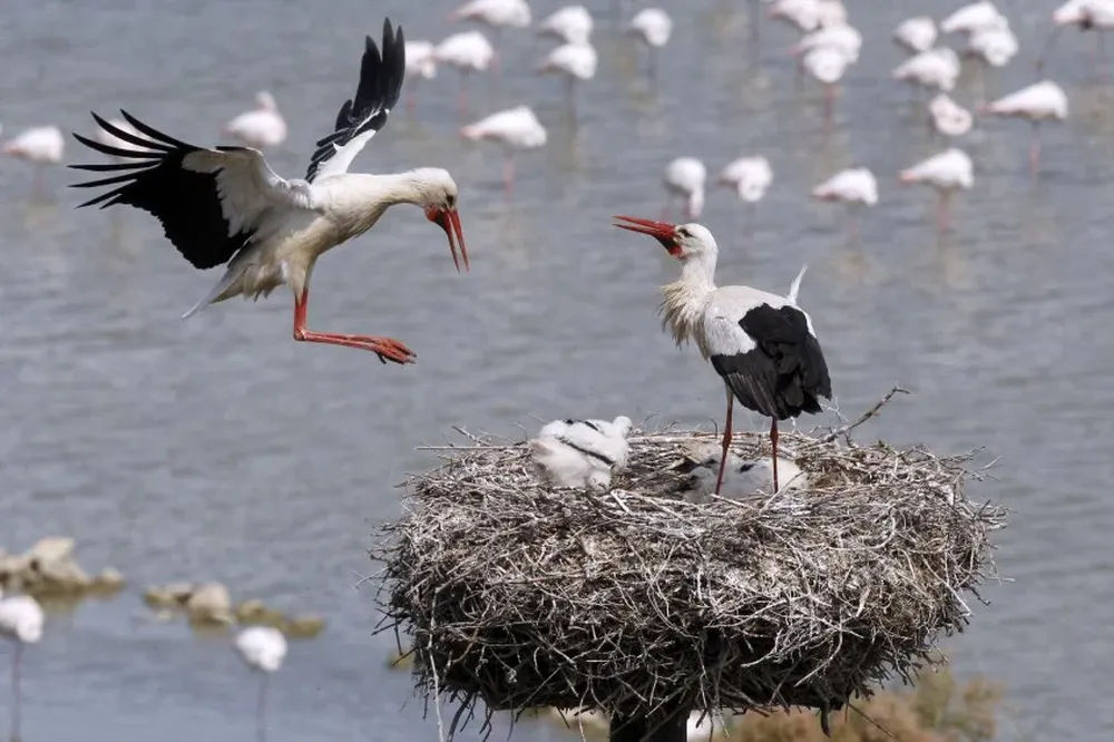 Las cigüeñas cuidando de sus crías en la Reserva Africana en Francia.
