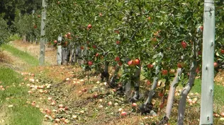 Se estima que antes del temporal restaba por cosechar el 90% de la producción