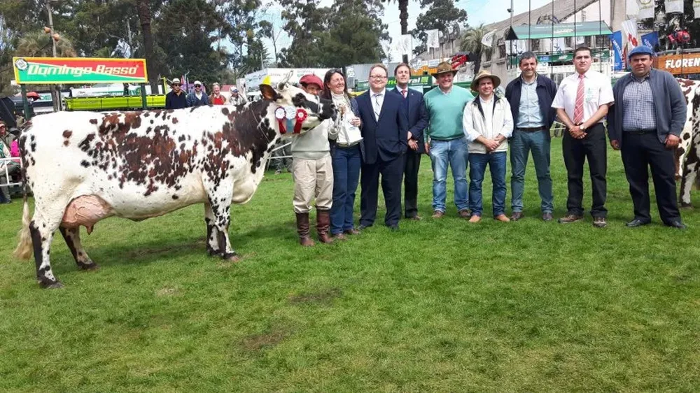 Gran Campeona de la raza Normanda, expuesta por Isabel Chiarino Mañe