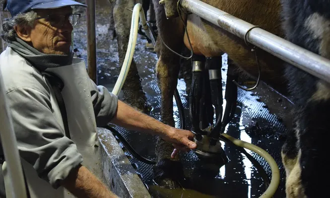 El tambero espera mejores precios por su producto remitido a plantas.