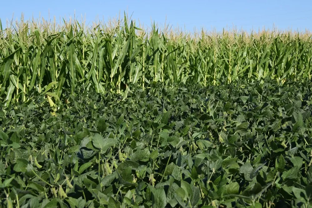 El precio de los alimentos suma su tercer récord histórico en este siglo.