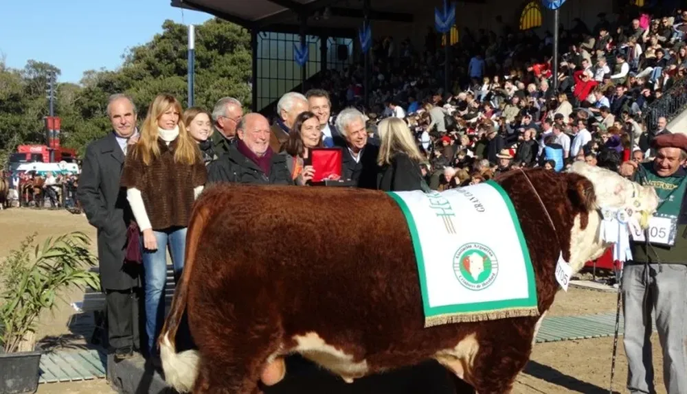Gran Campeón Polled Hereford en Palermo 2014