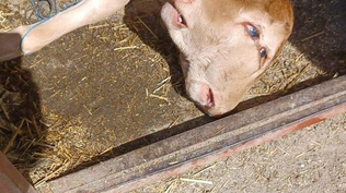 El ternero bicéfalo nacido en una granja de Zamora