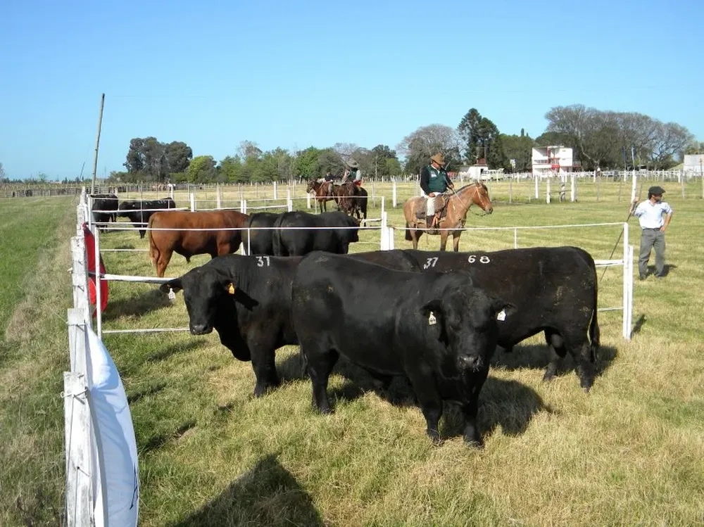 Más de la mitad de los toros vendidos fueron de la raza Angus