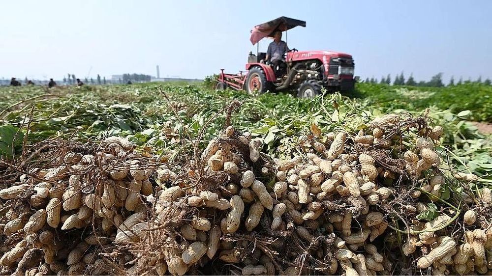 Los cacahuetes o maníes contienen altos niveles de colina, con 61-66 mg por cada 100 g de mantequilla de cacahuete.