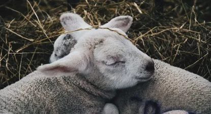 El Observador | 1613602436594.webp