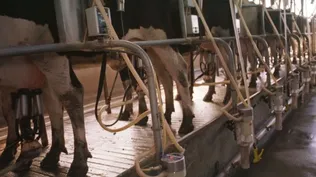 Ordeñe en tambo de Uruguay.