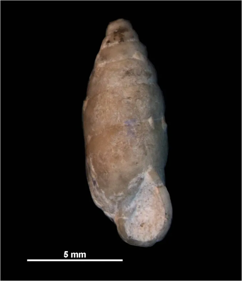 El fósil de Bahiensispriscus, un caracol pequeño en tamaño que posee una espira alargada