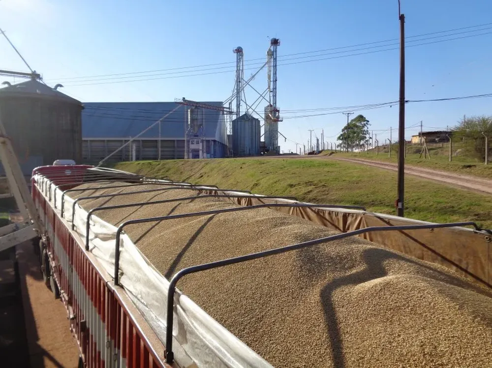 El grano para malteo fue exportado en camiones.