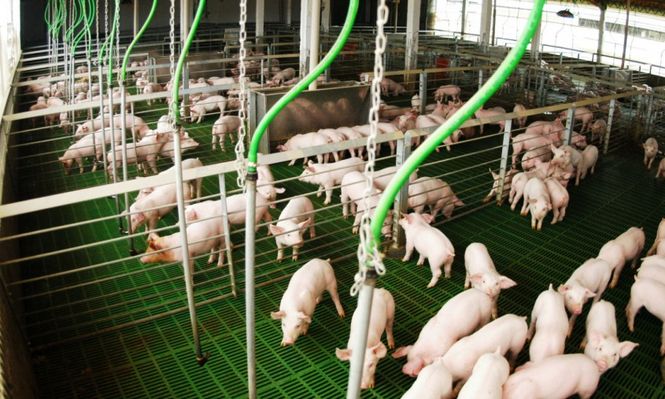 La producción porcina creció 15,7% durante el primer trimestre
