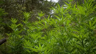 Cámara de Representantes de EEUU aprobó despenalizar la marihuana