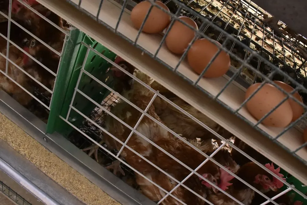 Las gallinas ponedoras es una de las categorías que debe ser vacunada.