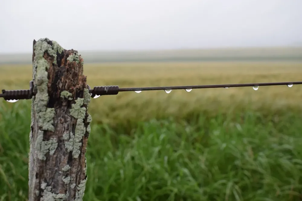 Esperan más lluvias en los campos.