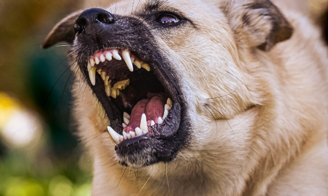 Dos mujeres heridas tras ataque de perros en Rivera: una de ellas tiene desgarramiento en ambos brazos