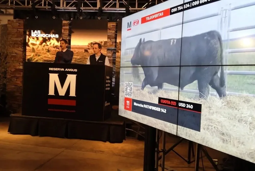 Alejandro Zambrano remató los toros de Las Morochas.