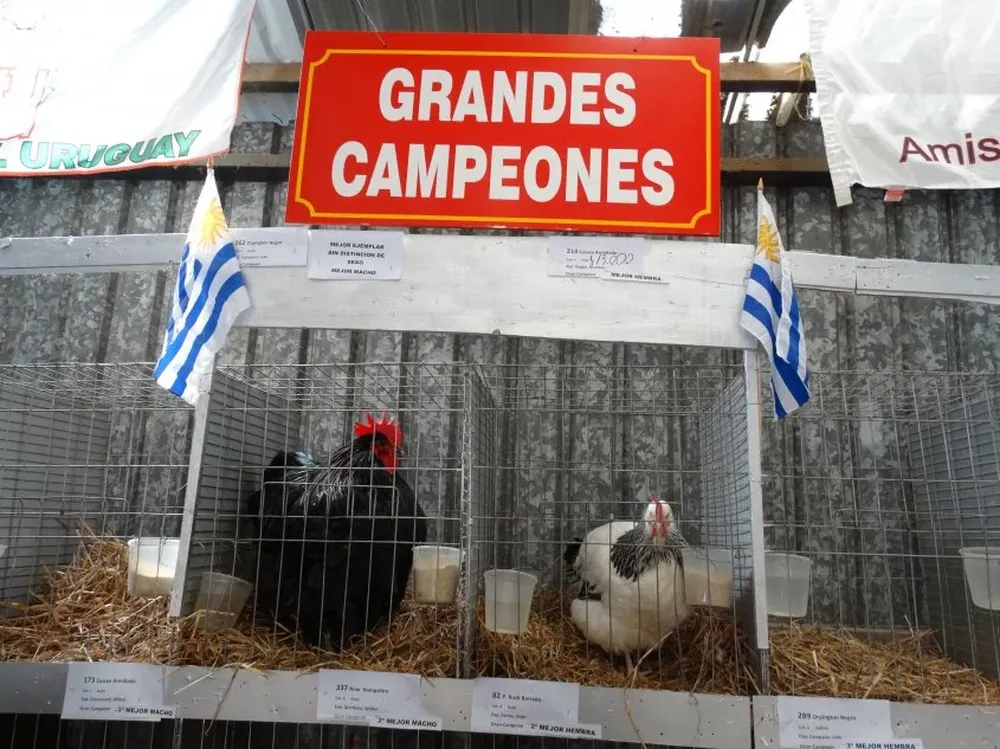 El mejor macho, un Orpington Negro, y la mejor hembra, una Sussex Armiñado.