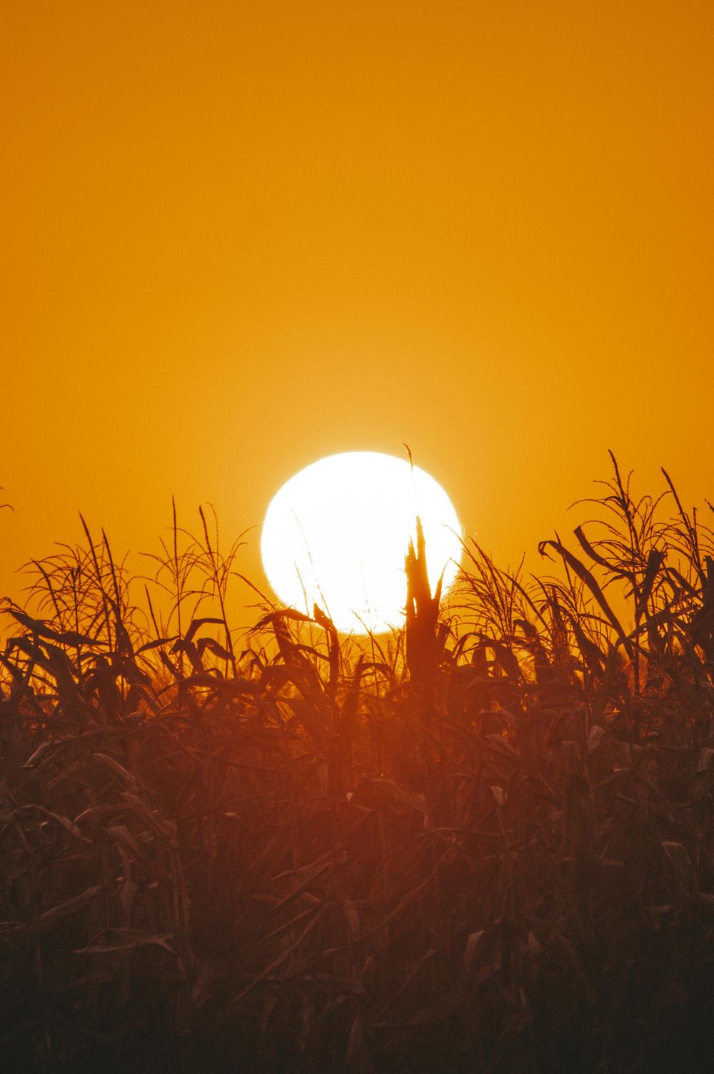 Agricultura: sin productores no hay comida ni futuro... y uno de los obstáculos que tienen -cada vez más- los productores es el impacto del cambio climático.