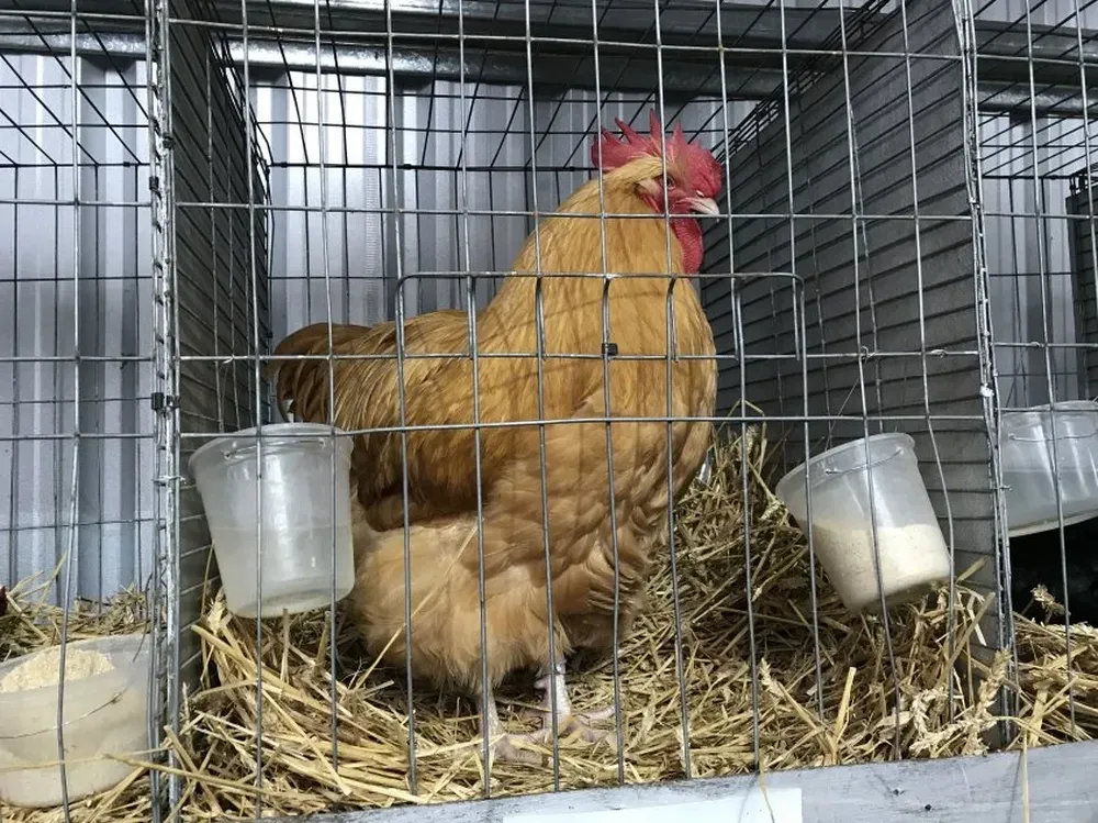 El Gran Campeón Orpington Leonado, la mejor de todas las aves en la Rural.