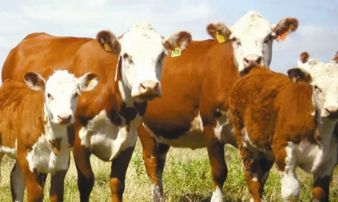 Récord de vacas de cría y de terneros en la ganadería uruguaya