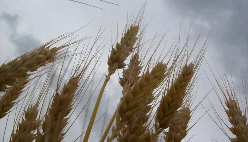 Los trigos se aprontaron más rápido de lo habitual