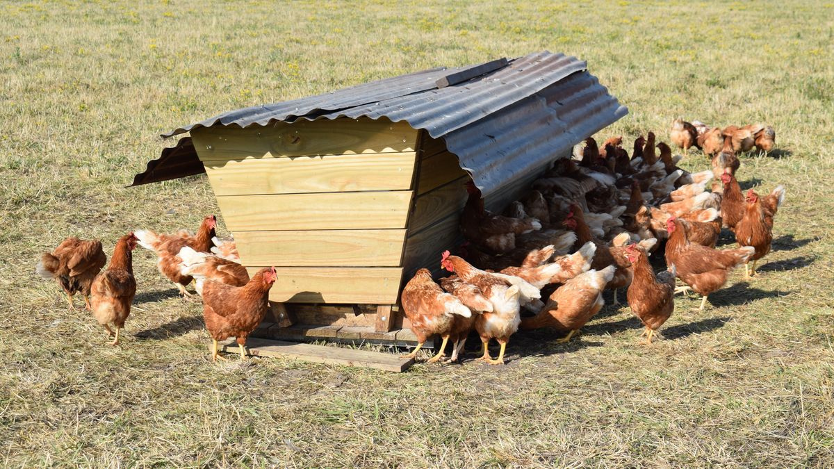 MGAP decretó emergencia sanitaria por gripe aviar y prohibió movilizar aves de traspatio y otras sin control