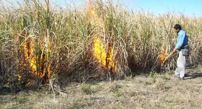 Los productores y ALUR llegaron a un acuerdo para fijar el precio de la zafra 2020-21.