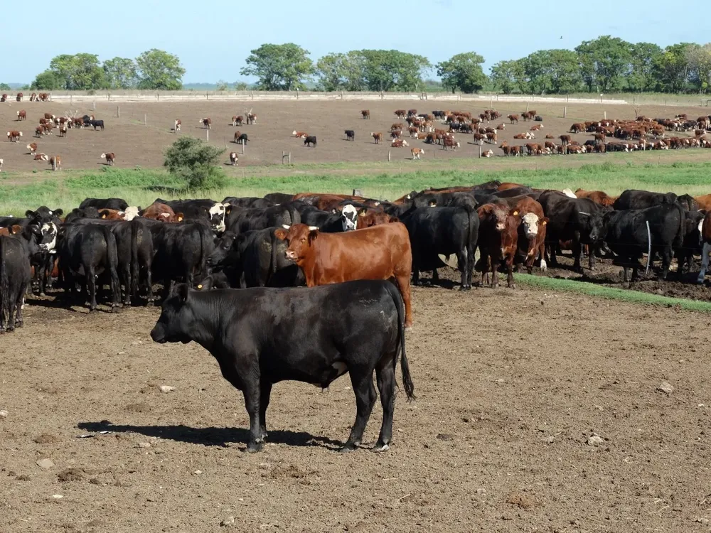 Carne de ganado terminado a grano logra valores diferenciales.