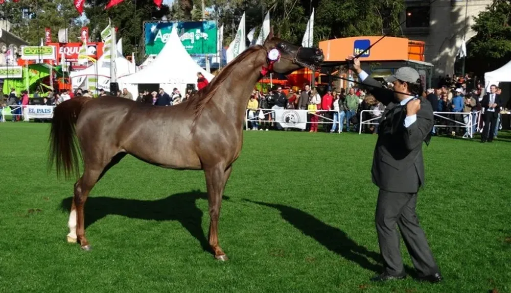 La Gran Campeona en la raza equina Árabes