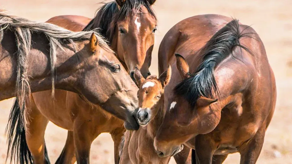 Hay más de 70.000 caballos salvajes o mustangs en tierras públicas en estados del oeste de Estados Unidos.