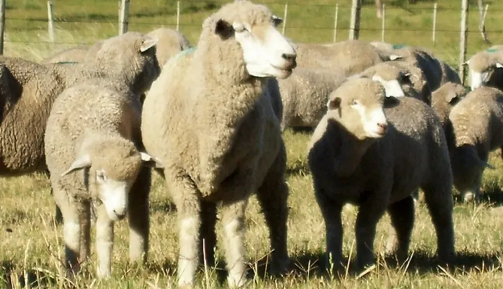 La muestra salteña presenta diversos atractivos vinculadas a la producción ovina del litoral norte del país
