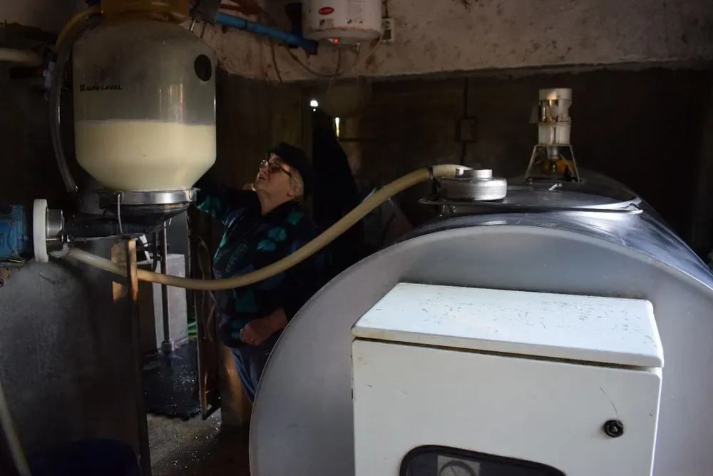 La producción de leche sigue aumentando.