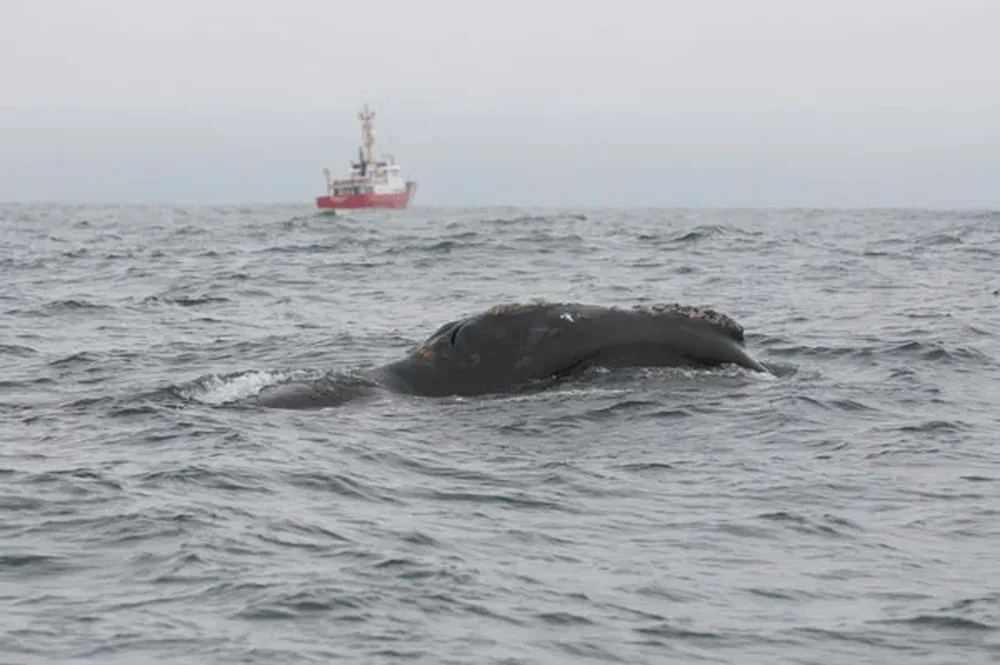 La imagen de la ballena negra publicada por el Ministerio de Pesca y Océanos de Canadá