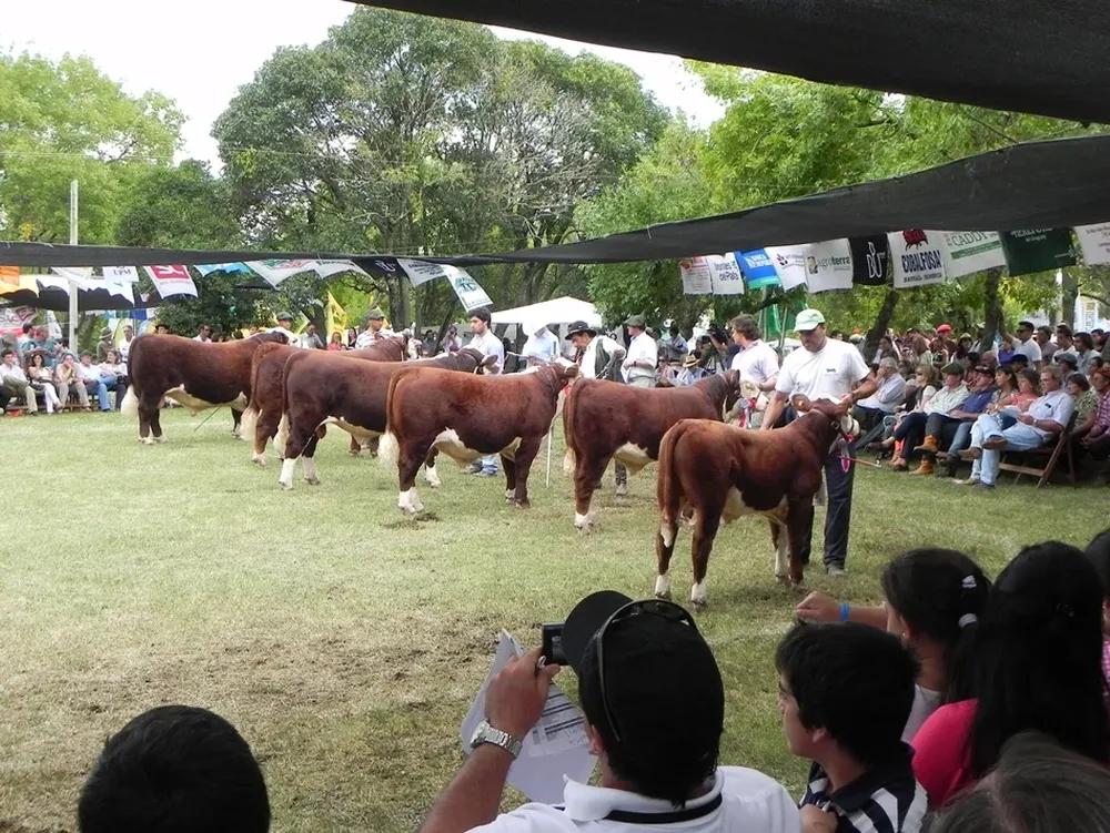 Genética Hereford de primer mundo se apreció en Durazno