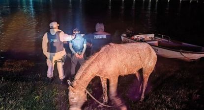 en un inusual operativo, detuvieron a un joven que queria cruzar a remo de salto a concordia con dos caballos en un bote