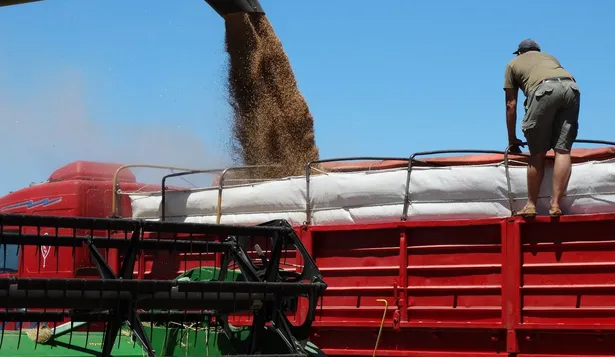 La disparada del precio del trigo es un tema sensible para cualquier economía emergente.