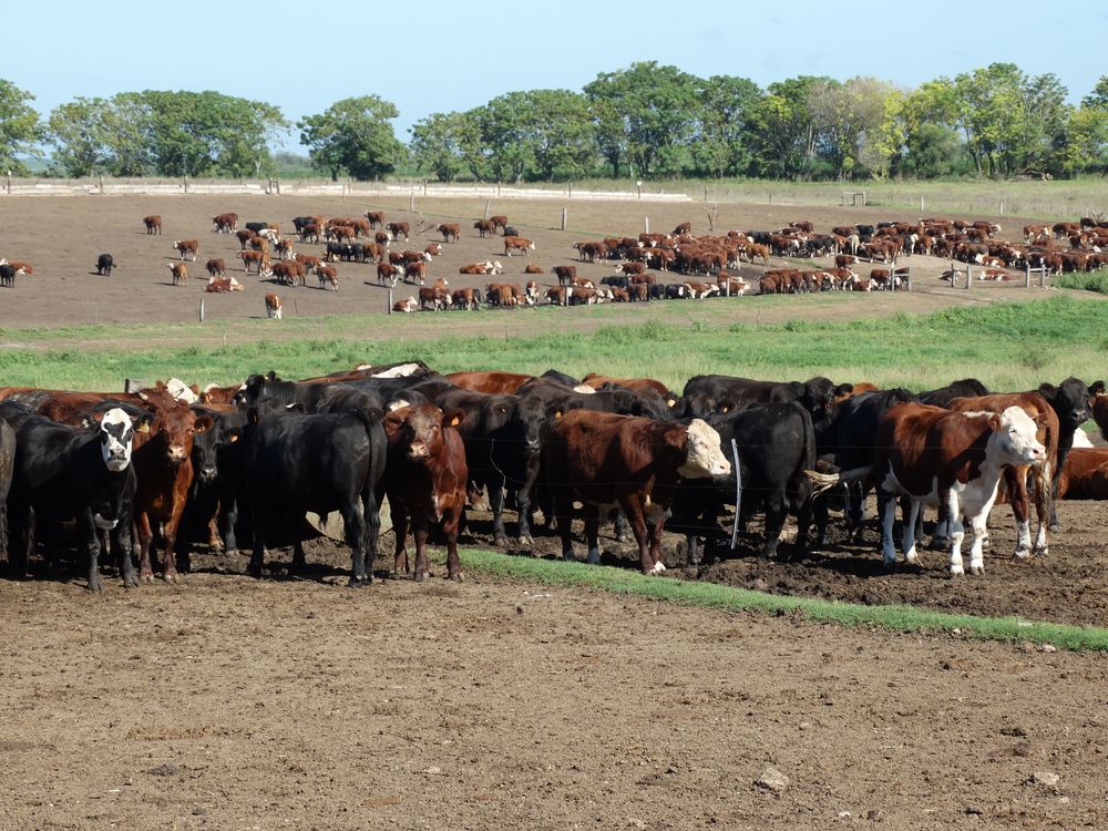 Proyecto de ley de Botana tiene por objetivo evitar que un mismo dueño posea frigorífico y feedlot.