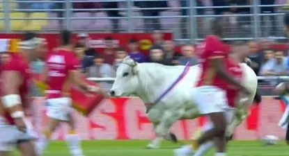 El toro en el rugby francés